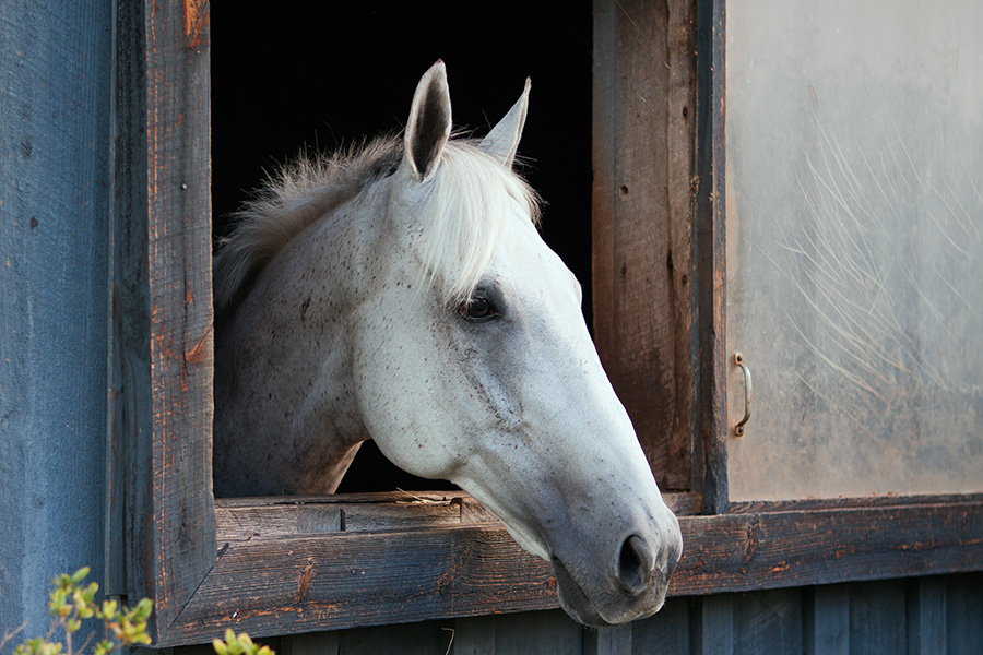Grey horse stall